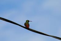 Hummingbird - Kolibri &ndash; &copy; Annett Müller (Eberhardt TRAVEL)